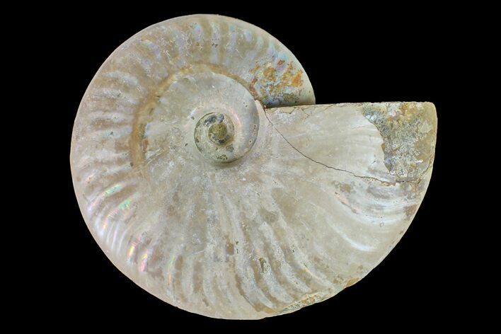 Silver Iridescent Ammonite (Cleoniceras) Fossil - Madagascar #157170